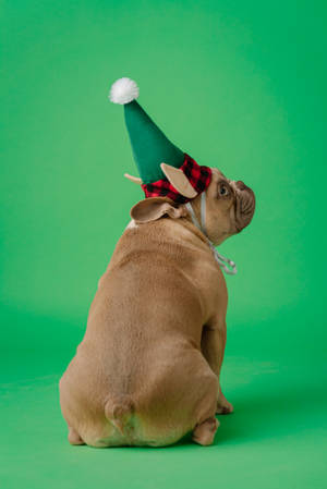 Back View Bulldog Christmas Hat Wallpaper