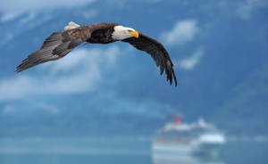 Bald Eagle Over Ocean Wallpaper