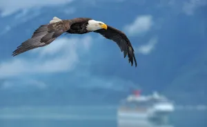 Bald Eagle Over Ocean Wallpaper