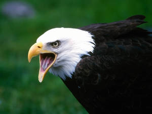 Bald Eagle Screaming Wallpaper