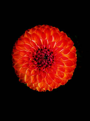 Ball Dahlia Flower Apple Wallpaper