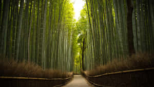 Bamboo Forest In Kyoto Wallpaper