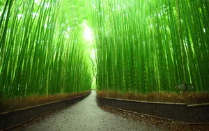 Bamboo Forest Passage Wallpaper