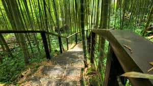Bamboo Forest Pathway H D Wallpaper