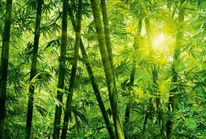 Bamboo Forest With Bright Sun Wallpaper