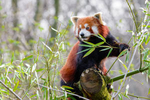 Bamboo Grass Red Panda Wallpaper