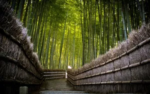 Bamboo Hd Beautiful Forest Park Wallpaper