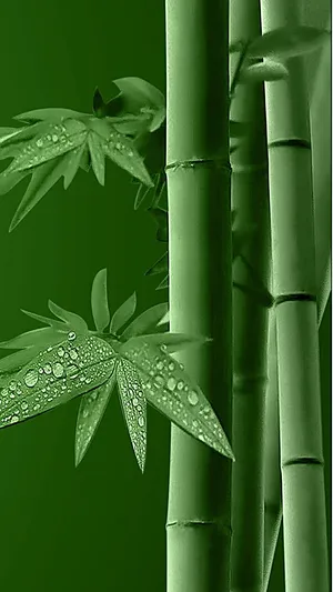 Bamboo Leaves On A Green Background Wallpaper