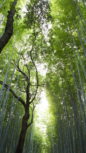 Bamboo Lush Leaves Canopy Iphone Wallpaper