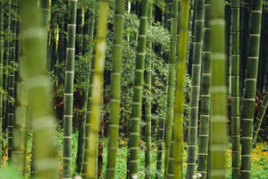 Bamboo Plants And Grass Wallpaper