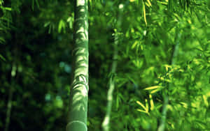 Bamboo Tree In The Forest Wallpaper