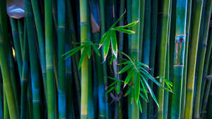 Bamboos With Leaves Wallpaper