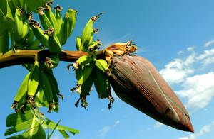 Banana Blossom Flower Wallpaper