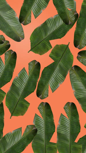 Banana Leaves Iphone Wallpaper