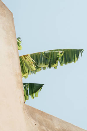 Banana Leaves Over Beige Minimalist Wall Wallpaper