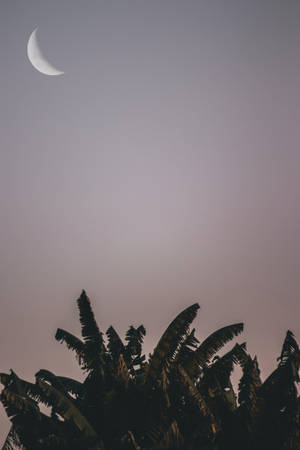 Banana Trees Under Crescent Moon Wallpaper