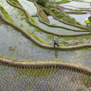 Banaue Rice Terraces In The Philippines Top View Shot Wallpaper