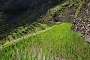 Banaue Rice Terraces Perspective Angle Shot Wallpaper