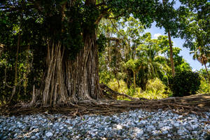 Banyan Tree Costa Rica Wallpaper