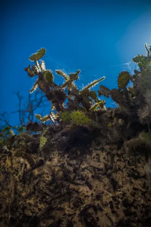 Barbados In Underwater Wallpaper