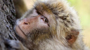 Barbary Macaque Monkey Wallpaper