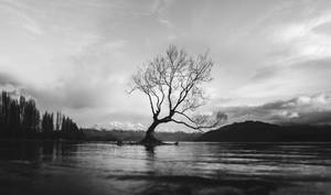 Bare-branched Tree Reflected In Calm Lake Wallpaper