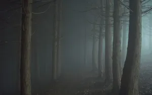 Bare Trees In An Ominous Forest Wallpaper