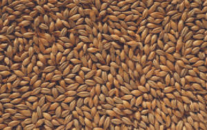 Barley Grain Backdrop Wallpaper