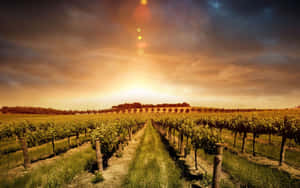 Barossa Valley Vineyard Wallpaper