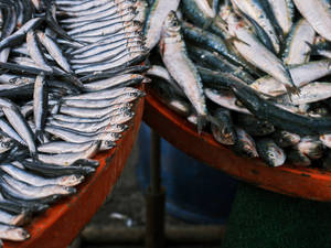 Basins With Fresh Herring Fishes Wallpaper