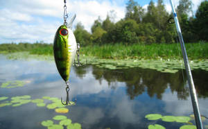 Bass Fishing Caught Wallpaper