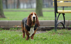 Basset Dog In Park Wallpaper