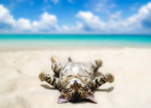 Beach Cute Cat Pfp Wallpaper