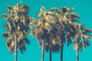 Beach Escape: An Adorable Palm Tree In The Distance Wallpaper