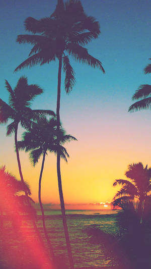 Beach Palm Trees Aesthetic Phone Wallpaper