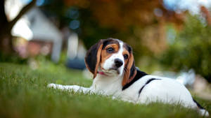 Beagle Baby Dog Relaxes On Grass Wallpaper