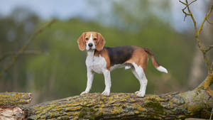 Beagle Dog On Tree Trunk Wallpaper