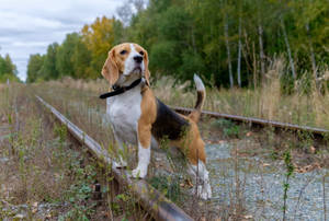 Beagle Dog Standing On Railroad Wallpaper