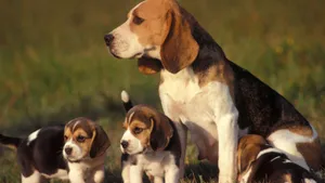 Beagle Mom With Puppies Wallpaper