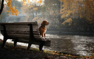 Beagle On A Park Bench Wallpaper