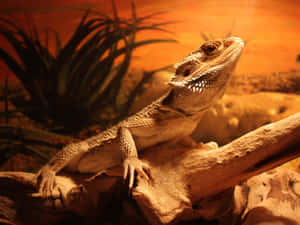 Bearded Dragon Baskingon Log Wallpaper