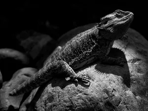 Bearded Dragon Baskingon Rock Wallpaper
