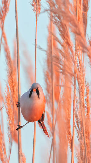 Bearded Reedling Amidst Golden Reeds Wallpaper