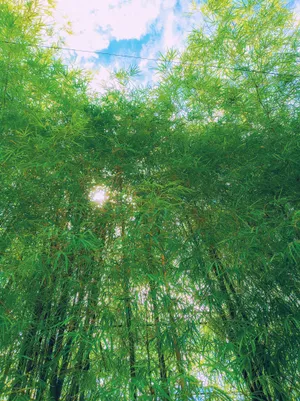 Beatiful Bamboo Garden With A Natural And Relaxed Aesthetic Wallpaper