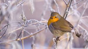 Beautiful 1920x1080 Winter Desktop Of Bird Wallpaper