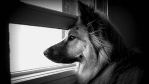 Beautiful Black And White Dog In A Dramatic Setting Wallpaper