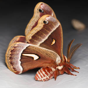 Beautiful Brown Ceanothus Silkmoth Big Wallpaper