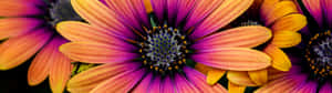 Beautiful Colorful Daisies – Brighten Your Day Wallpaper