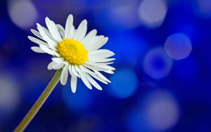 Beautiful Daisy Flowers Wallpaper