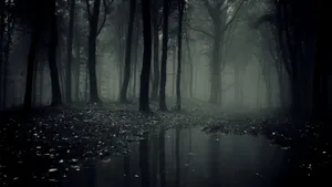 Beautiful Dark Forest With Puddle Wallpaper